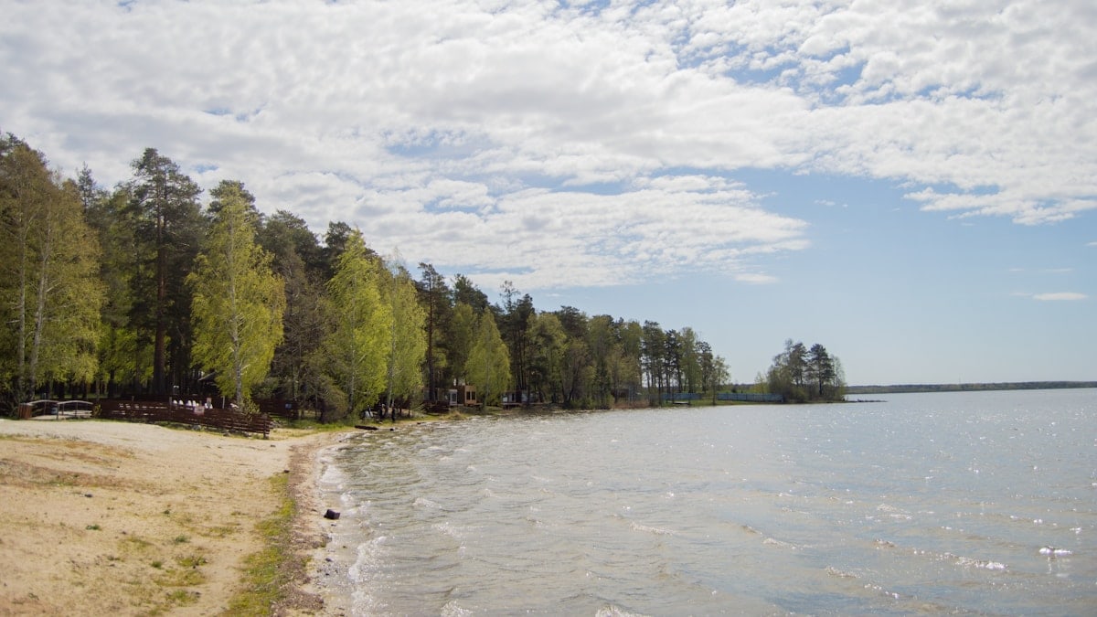 A beach with trees and a body of water